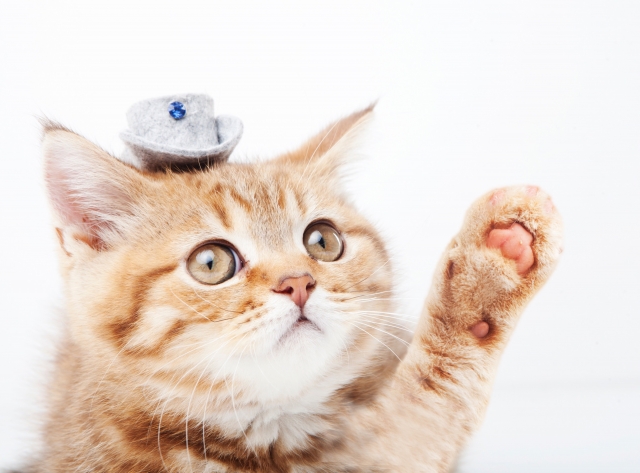 猫
