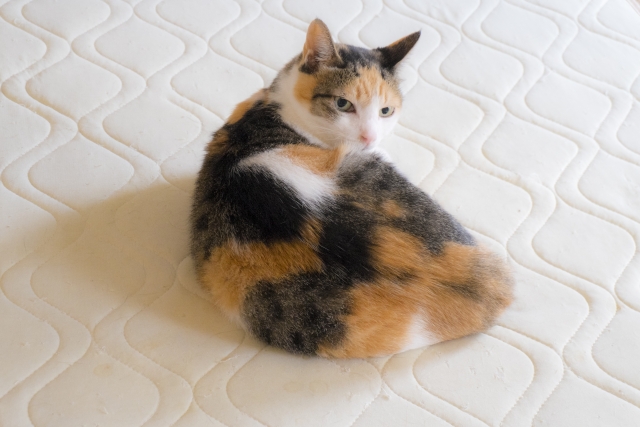 三毛猫